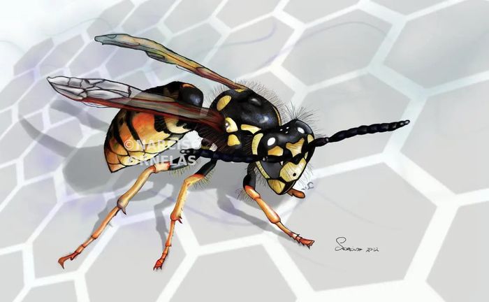 Final painting of a wasp